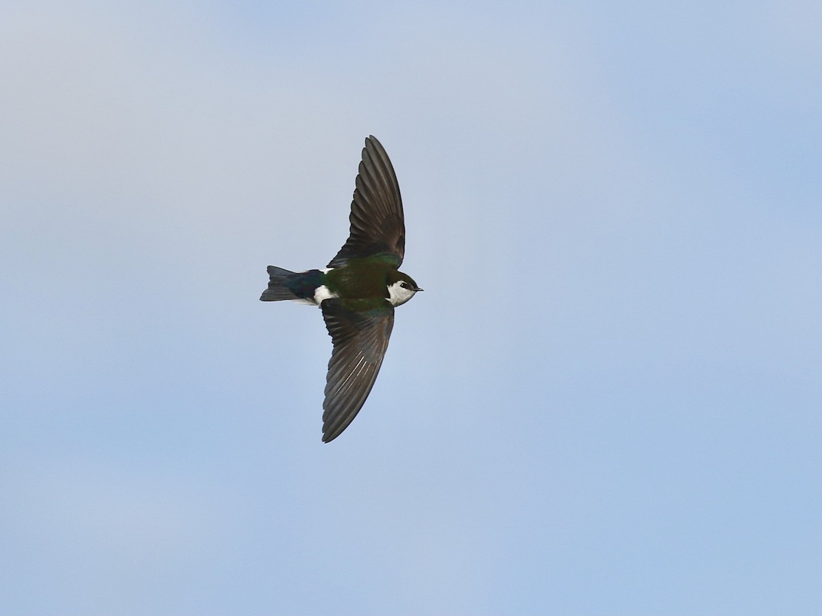 Violet-green Swallow - ML619793544