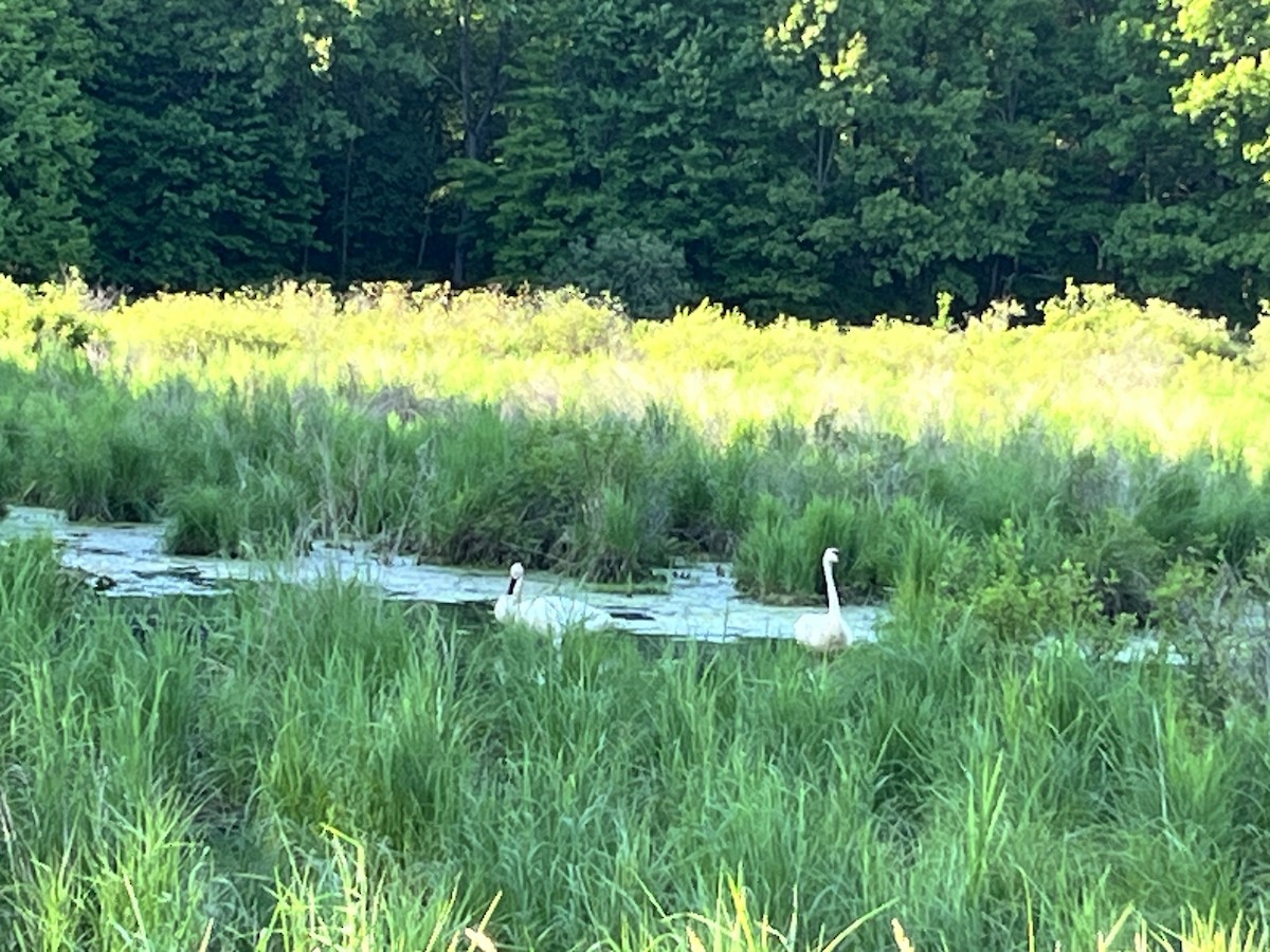 Trumpeter Swan - ML619793551