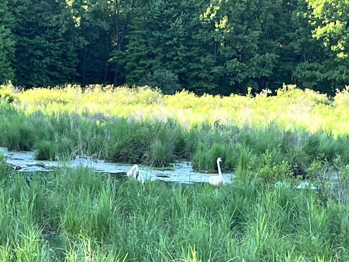 Trumpeter Swan - ML619793553