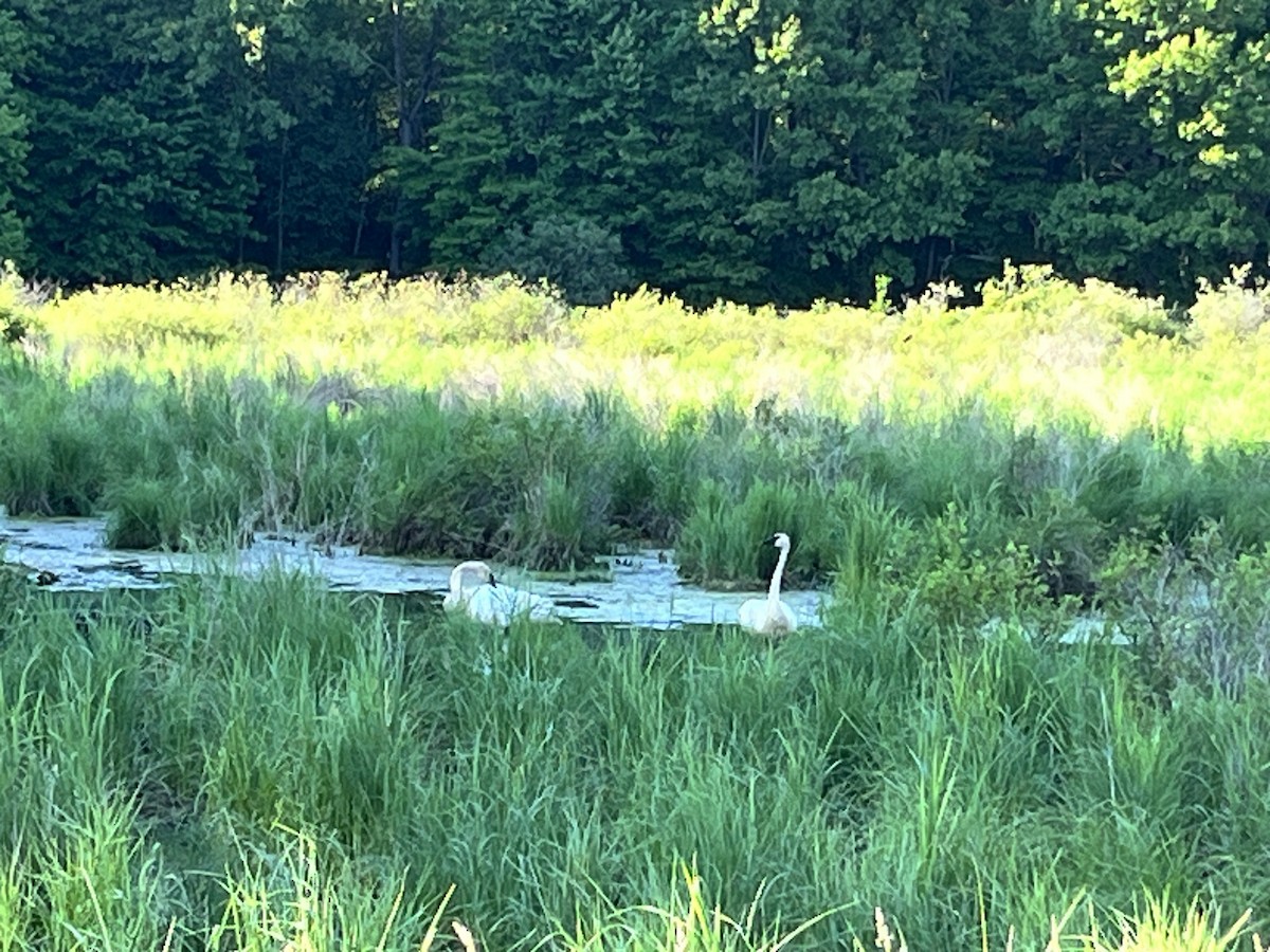 Trumpeter Swan - ML619793555