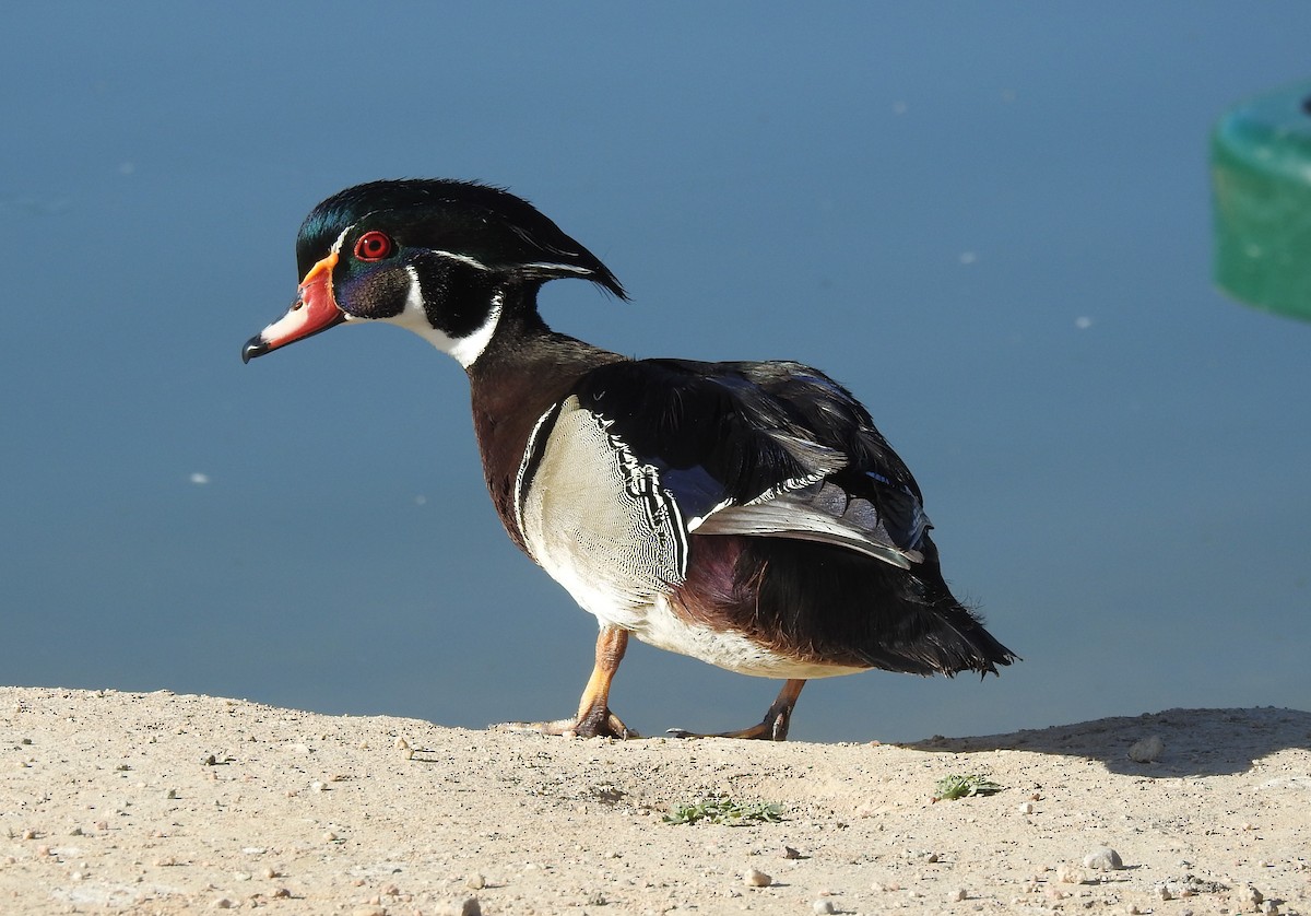 Wood Duck - Chris Dean