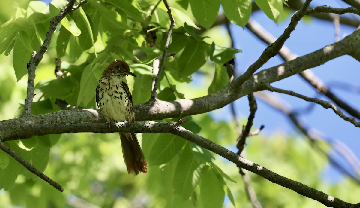 Brown Thrasher - ML619793564