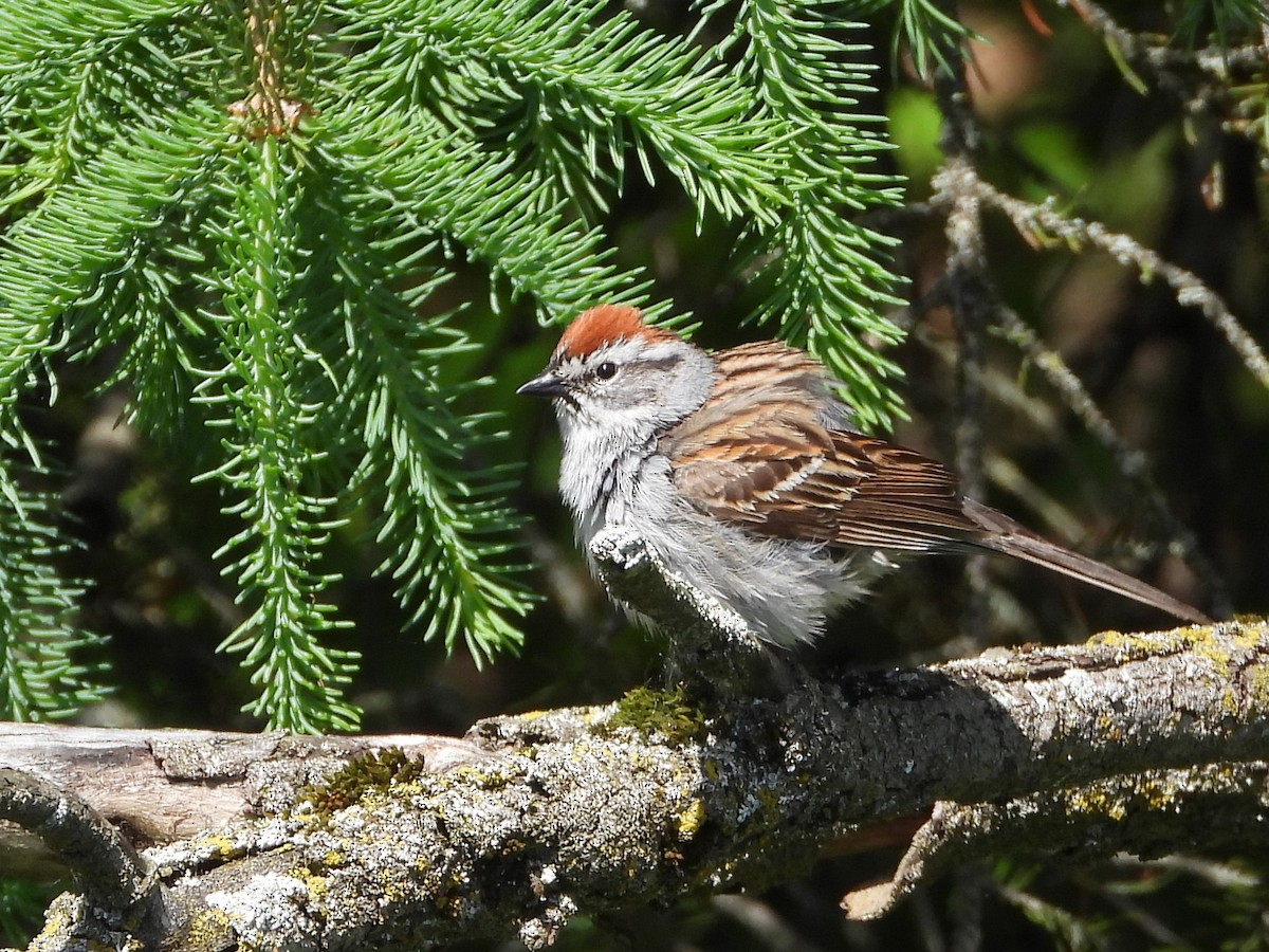 Chipping Sparrow - ML619793591