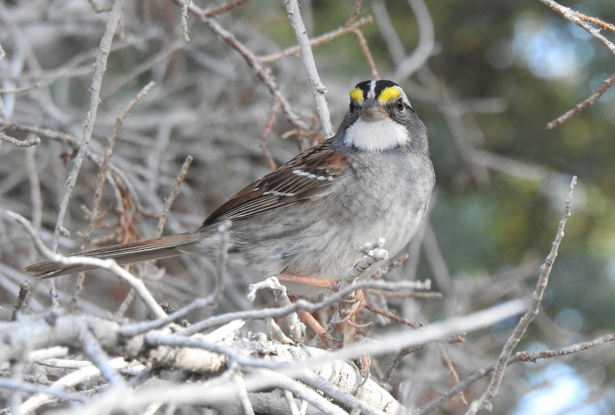White-throated Sparrow - ML619793605