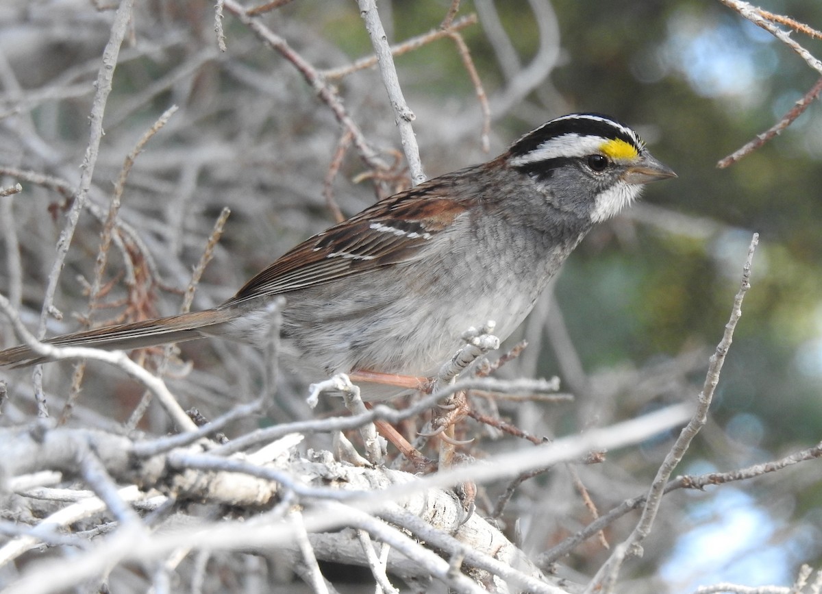 White-throated Sparrow - ML619793607
