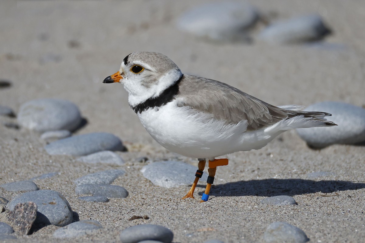Piping Plover - ML619793609