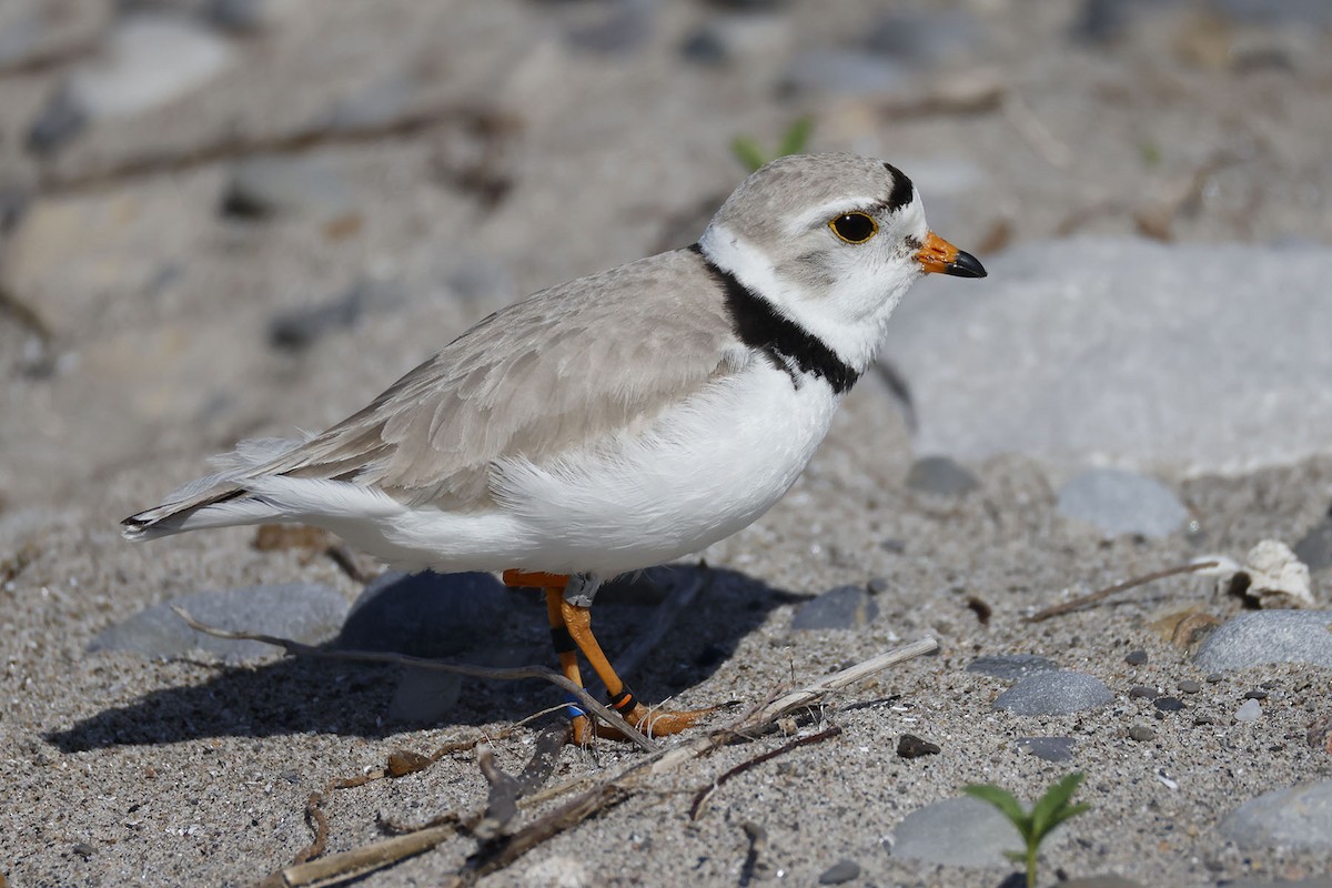 Piping Plover - ML619793610