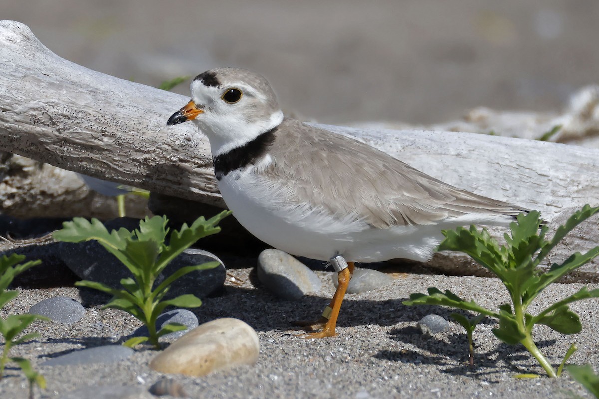 Piping Plover - ML619793612