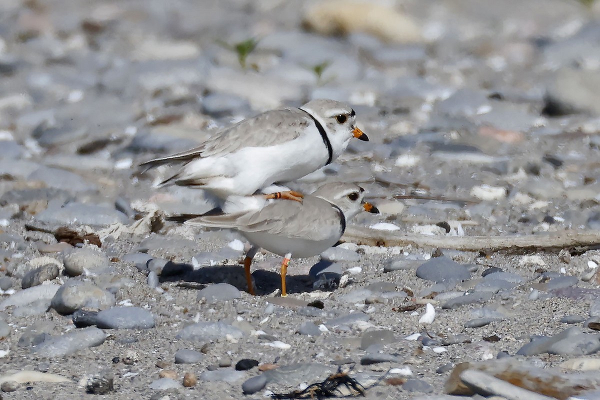 Piping Plover - ML619793618