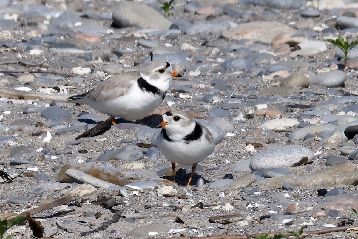 Piping Plover - ML619793619