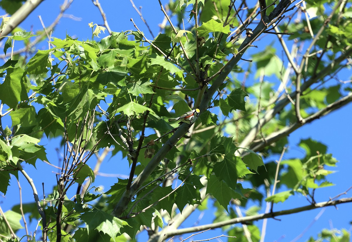 Chestnut-sided Warbler - ML619793623