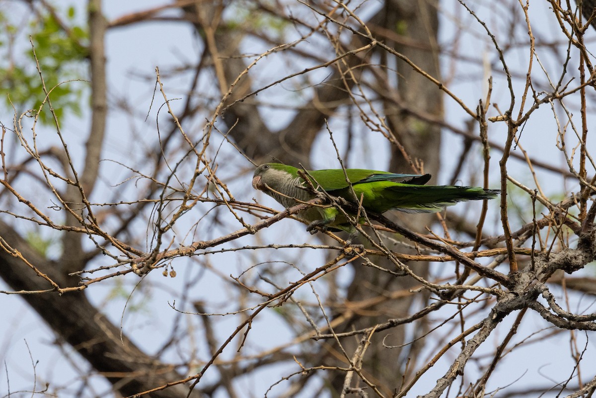 Monk Parakeet - ML619793626