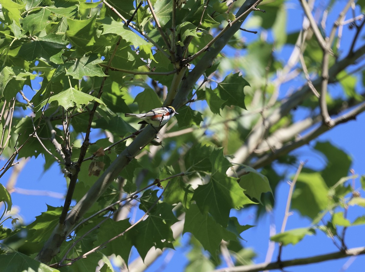 Chestnut-sided Warbler - ML619793627