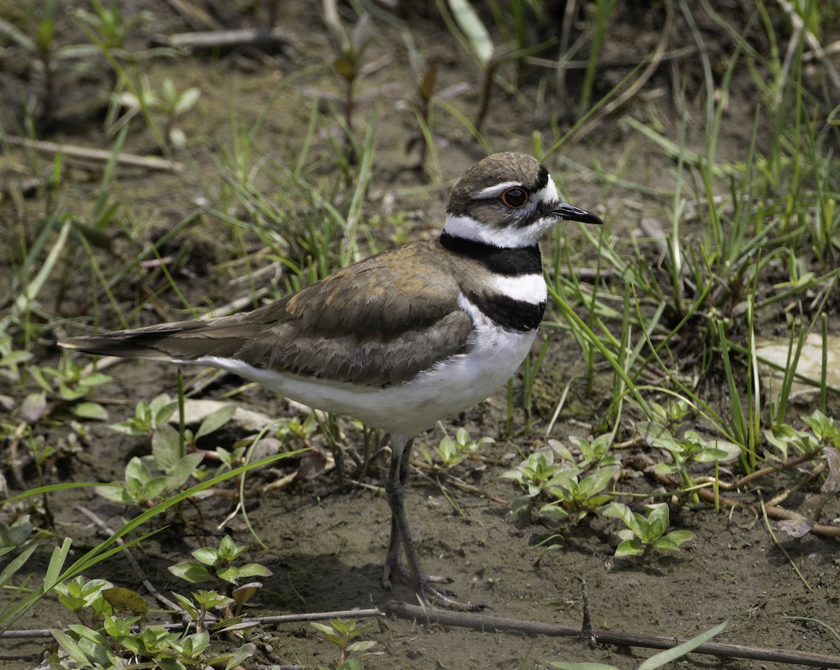 Killdeer - ML619793636