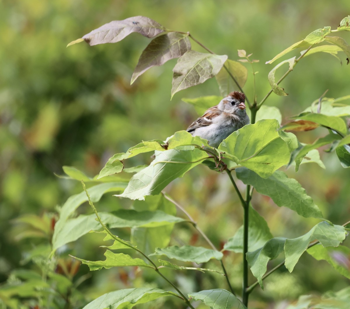 Field Sparrow - ML619793655