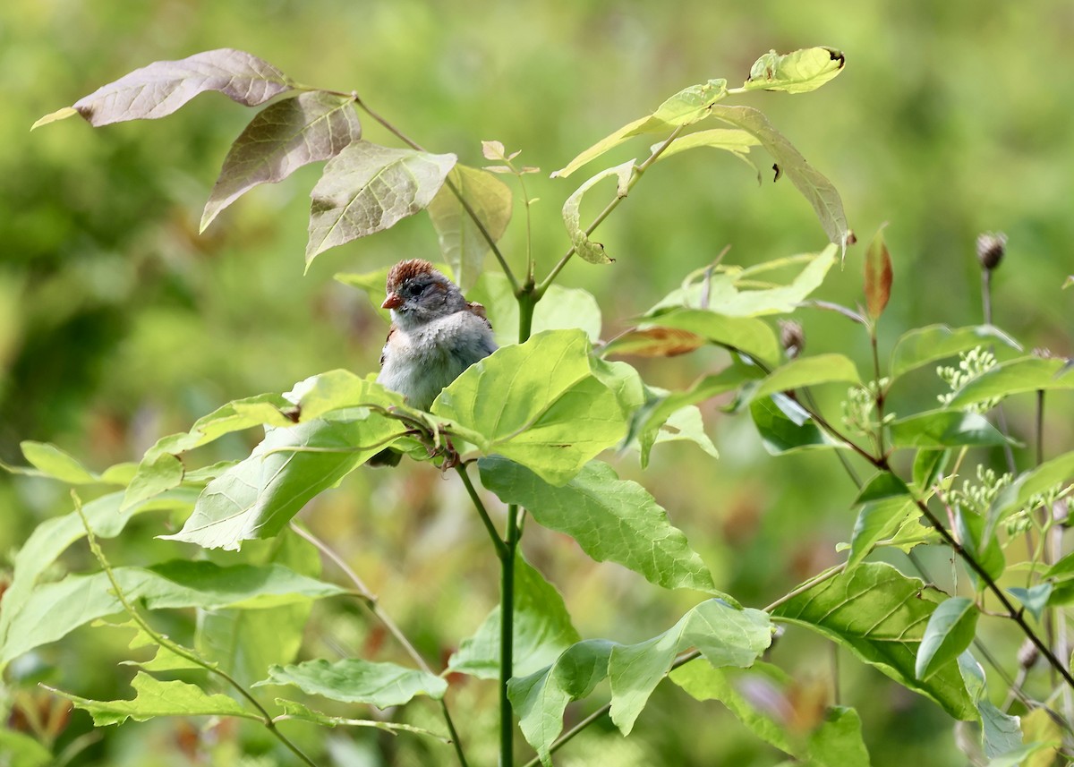 Field Sparrow - ML619793657