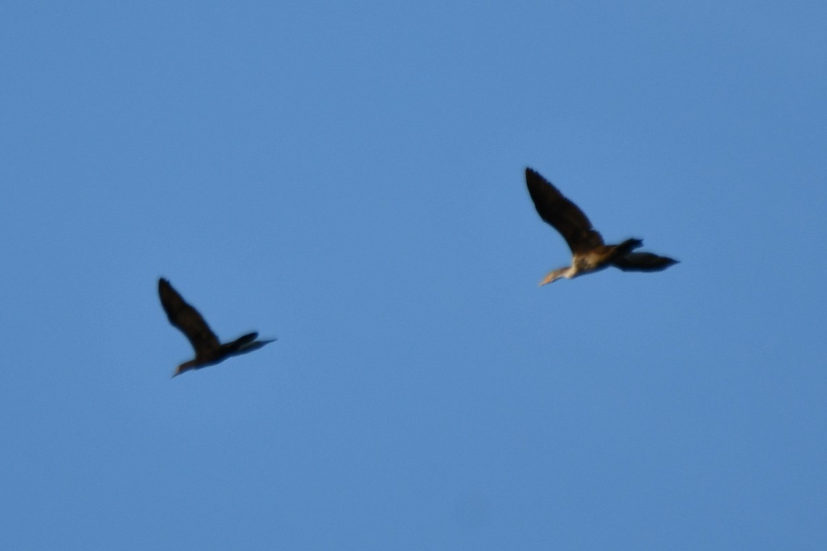 Double-crested Cormorant - ML619793669