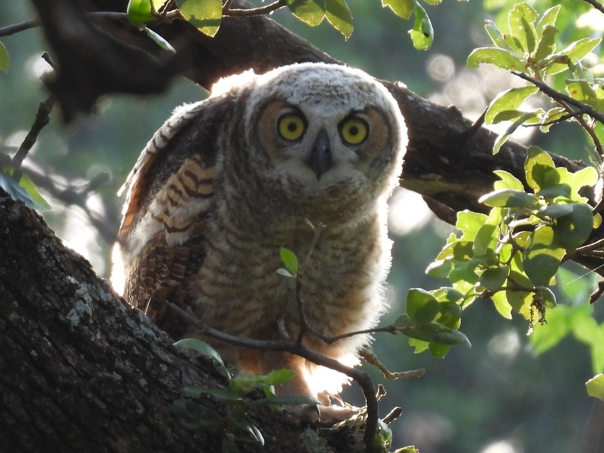 Great Horned Owl - ML619793680