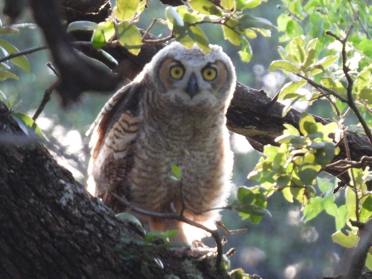 Great Horned Owl - ML619793681