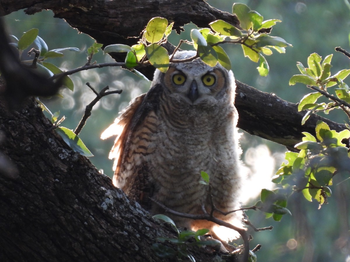 Great Horned Owl - ML619793682