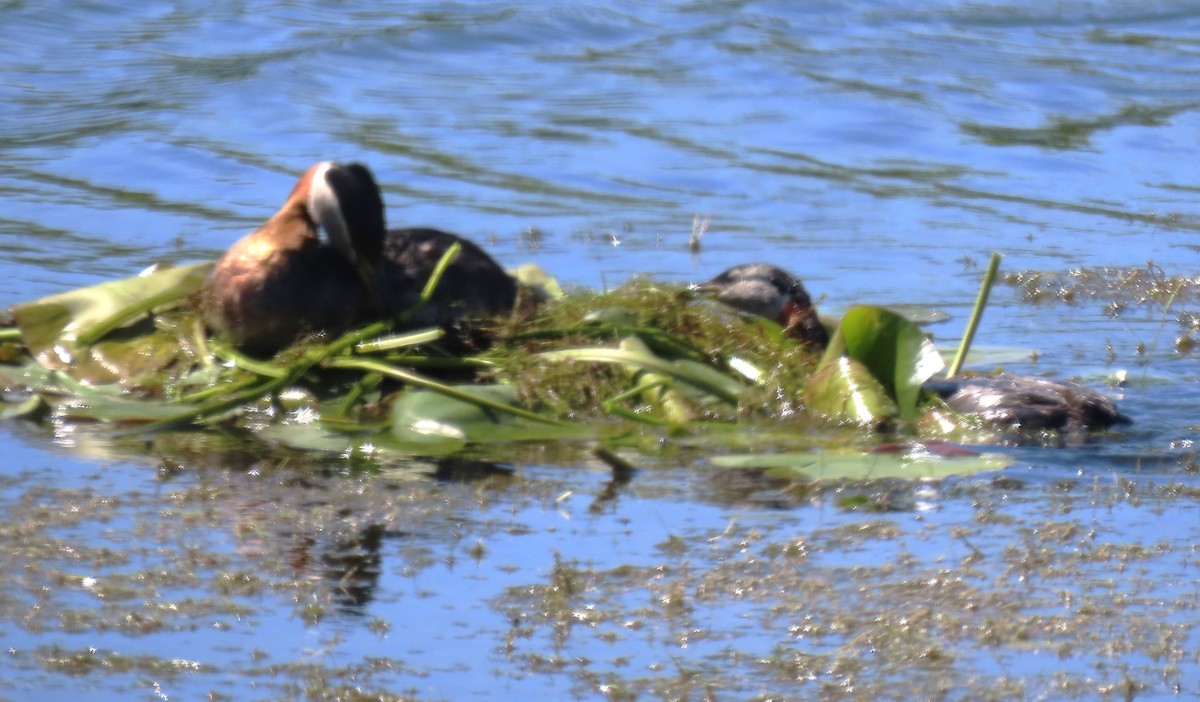 Red-necked Grebe - ML619793683