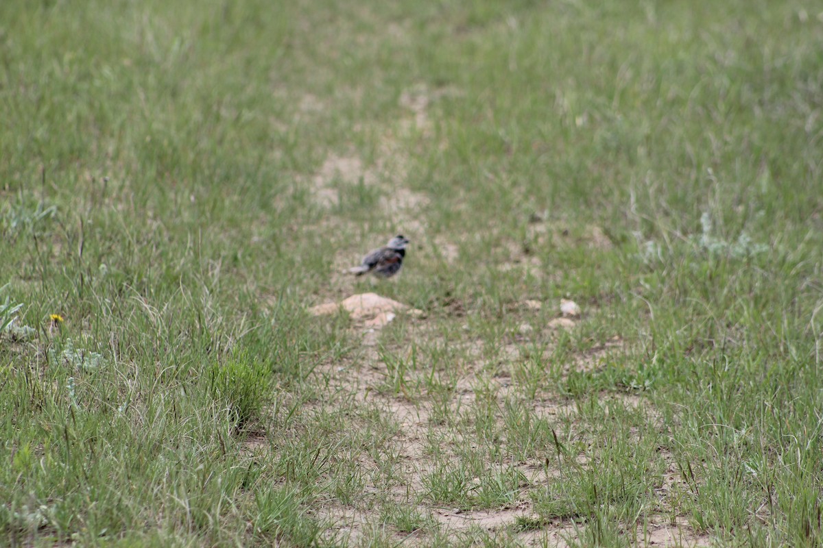 Thick-billed Longspur - ML619793684