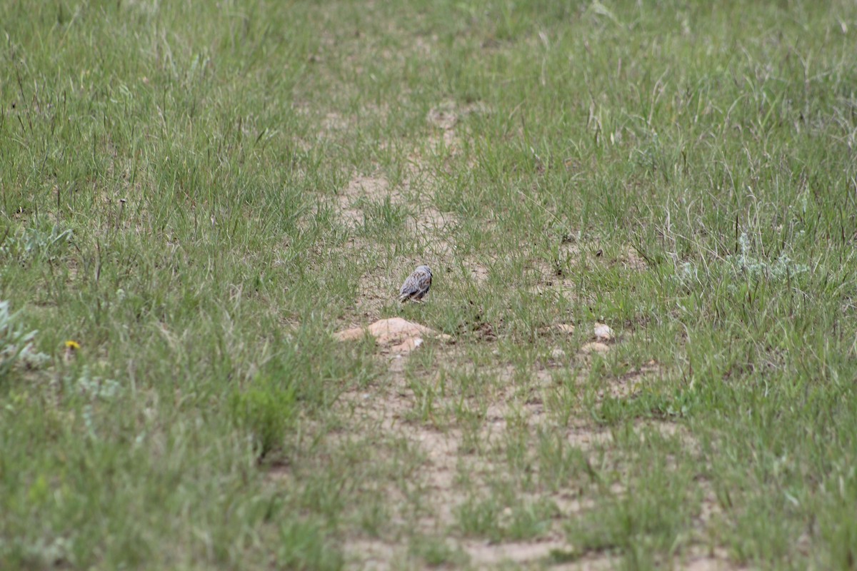 Thick-billed Longspur - ML619793686