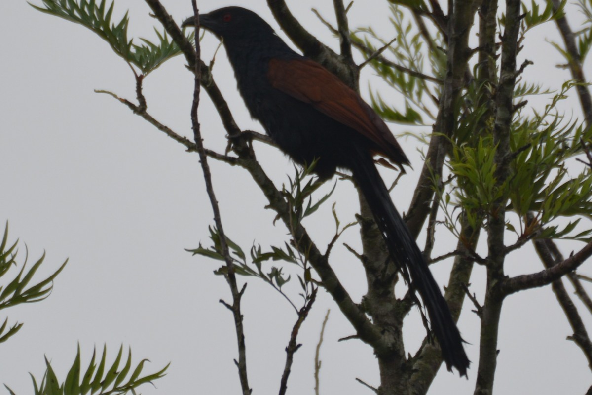 Greater Coucal - ML619793706