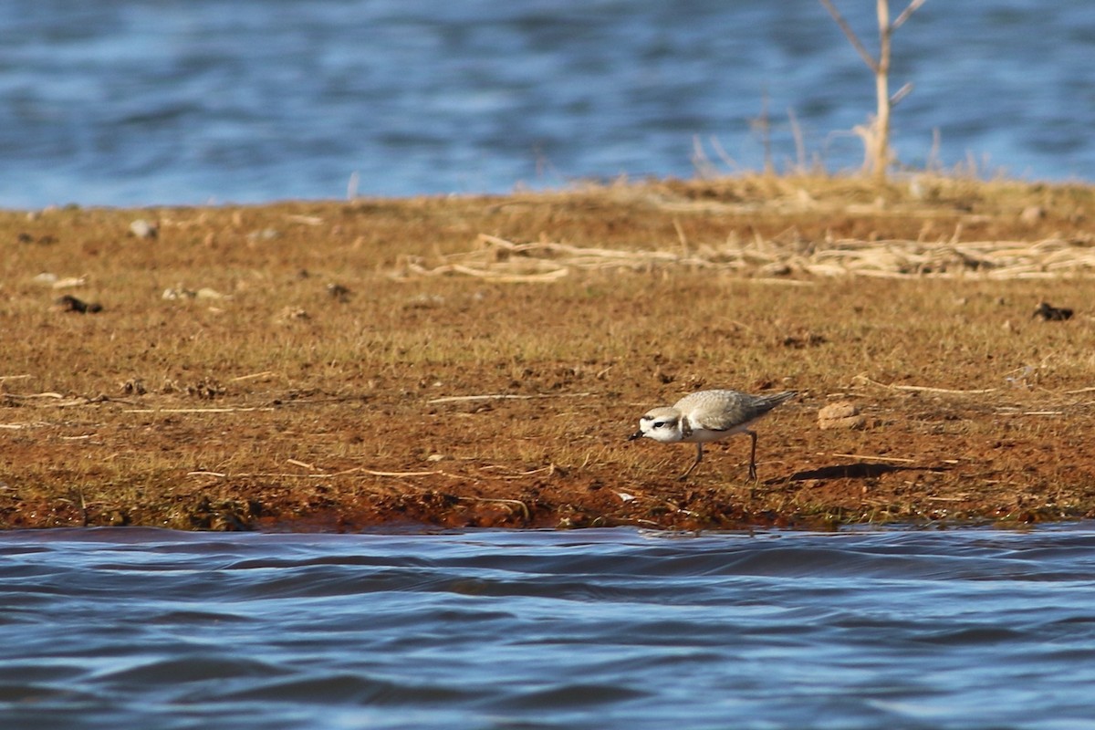 Snowy Plover - ML619793721