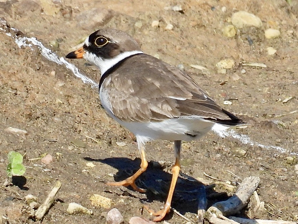Semipalmated Plover - ML619793723