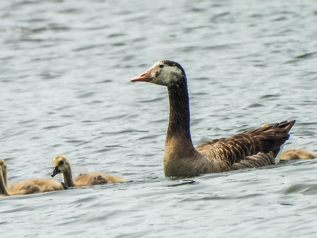 Domestic goose sp. x Canada Goose (hybrid) - ML619793725