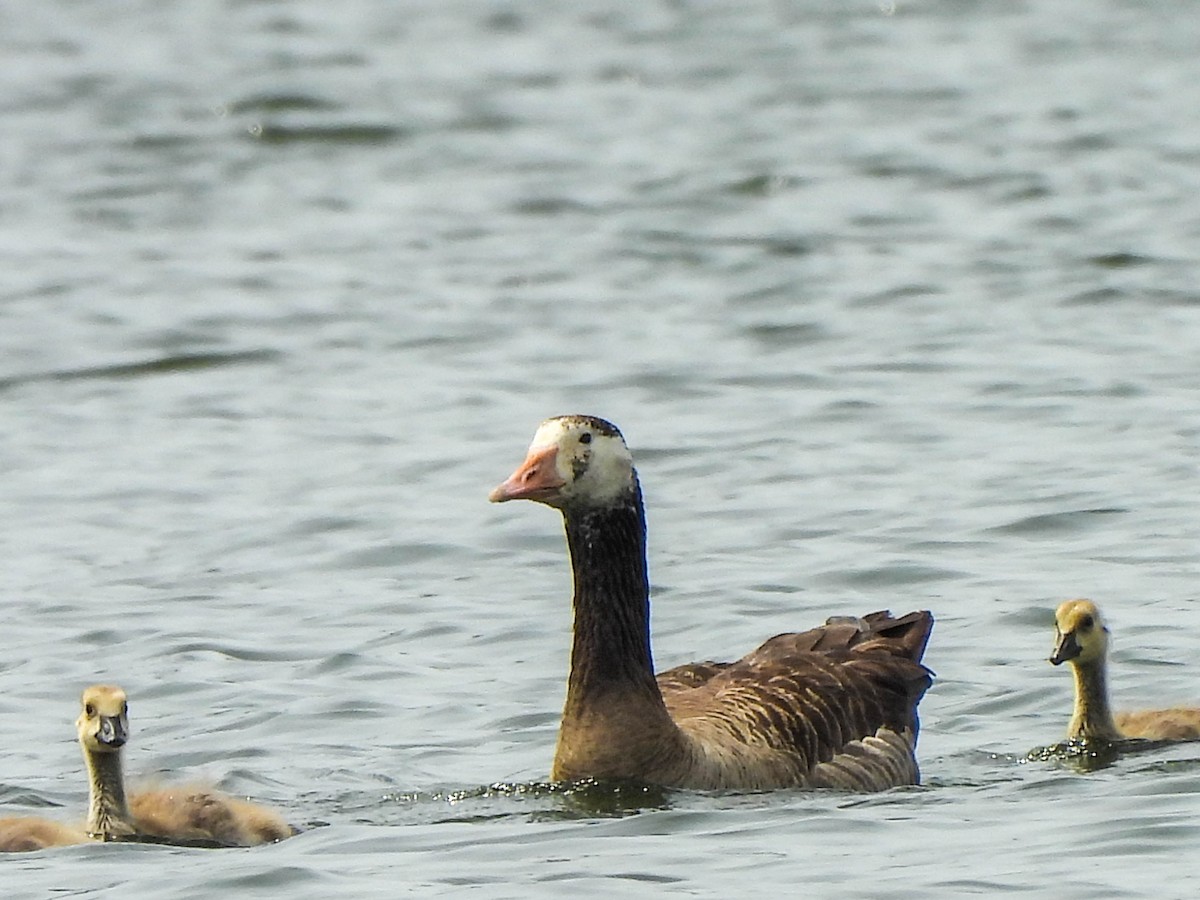 tamgås (domestisert Anser sp.) x kanadagås (hybrid) - ML619793726