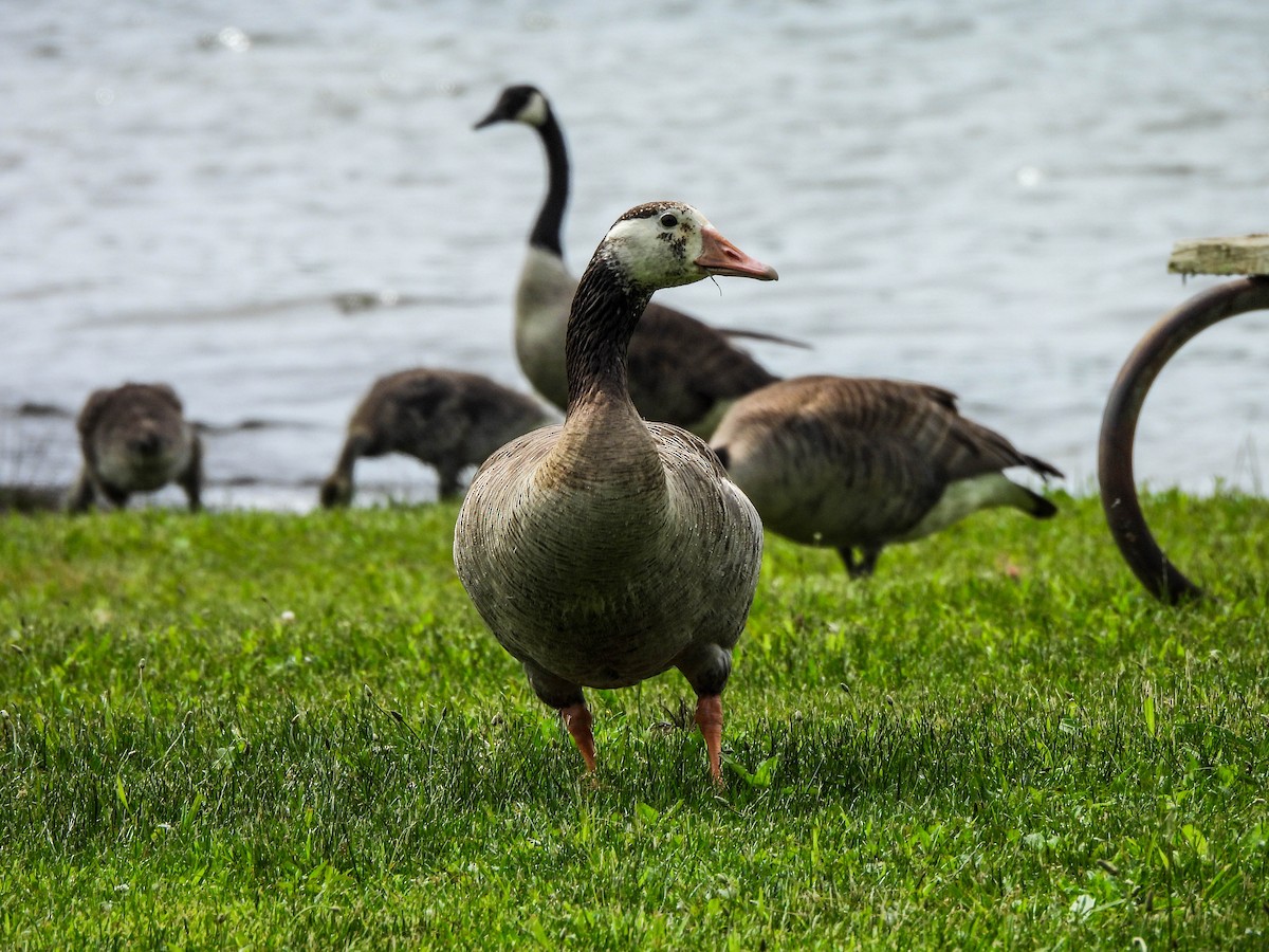 Domestic goose sp. x Canada Goose (hybrid) - ML619793727