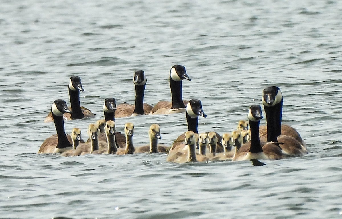 Canada Goose - ML619793736