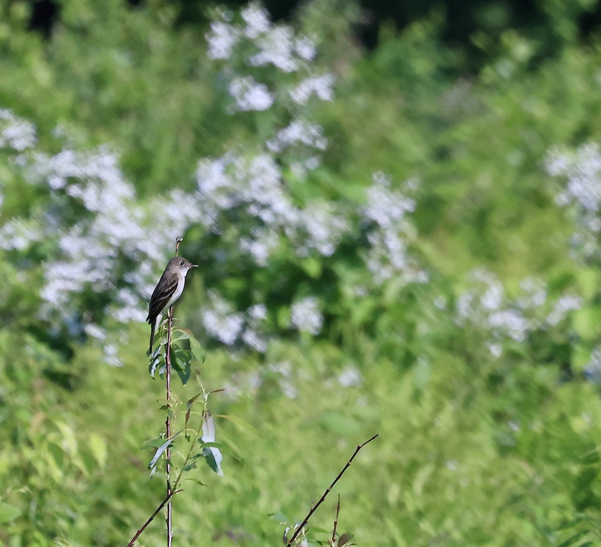 Alder Flycatcher - ML619793737