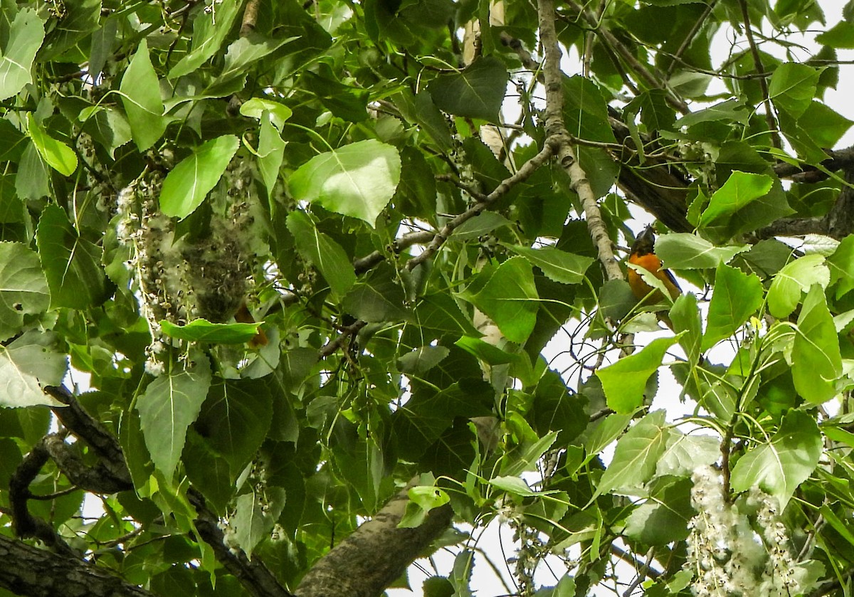 Baltimore Oriole - Susan Brauning