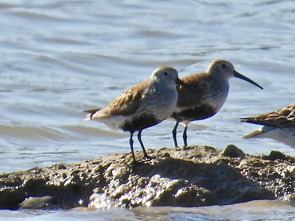 Dunlin - ML619793744