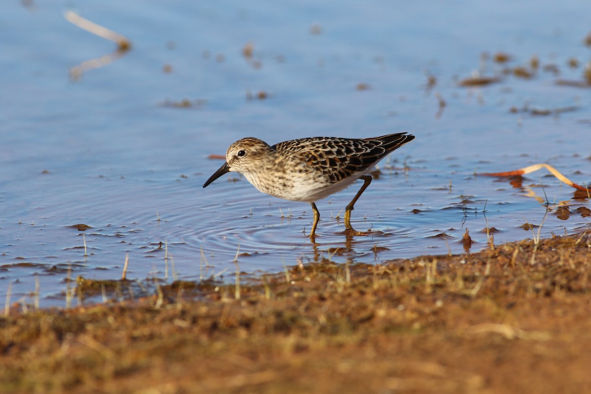 pygmésnipe - ML619793758