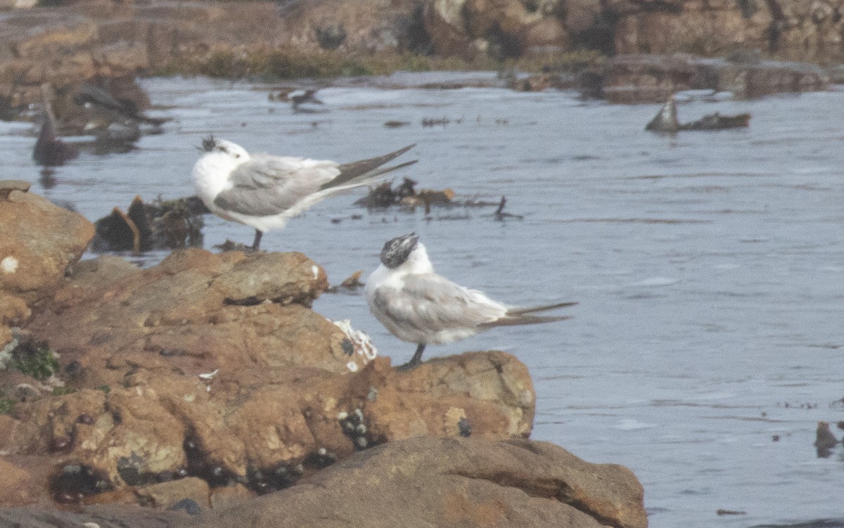 Great Crested Tern - ML619793788