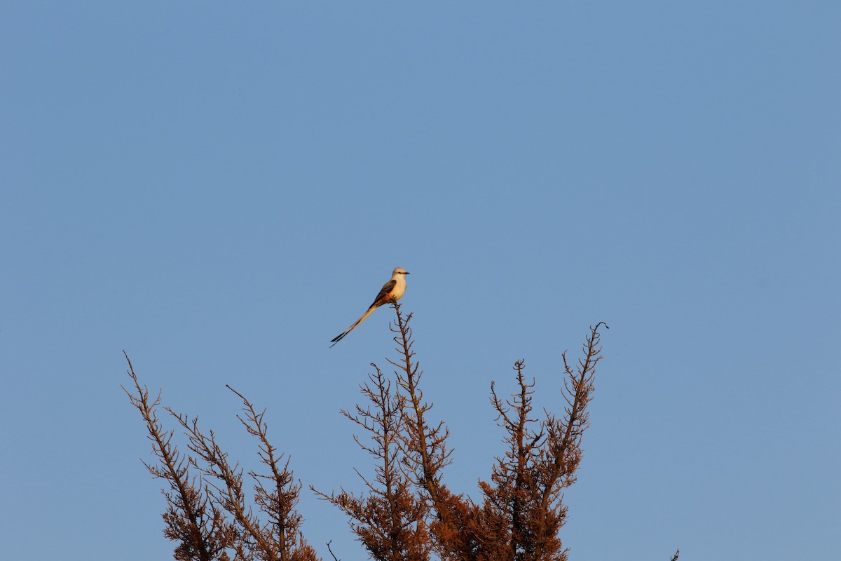 Scissor-tailed Flycatcher - ML619793789