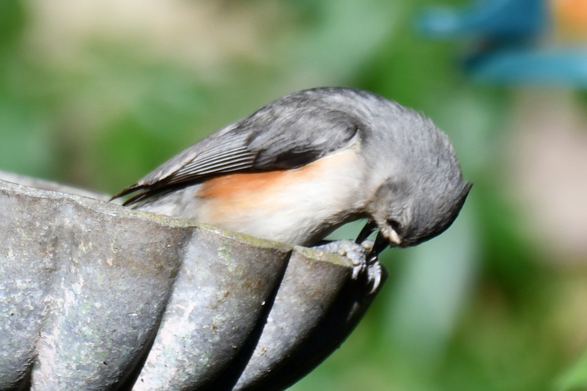 Tufted Titmouse - ML619793808