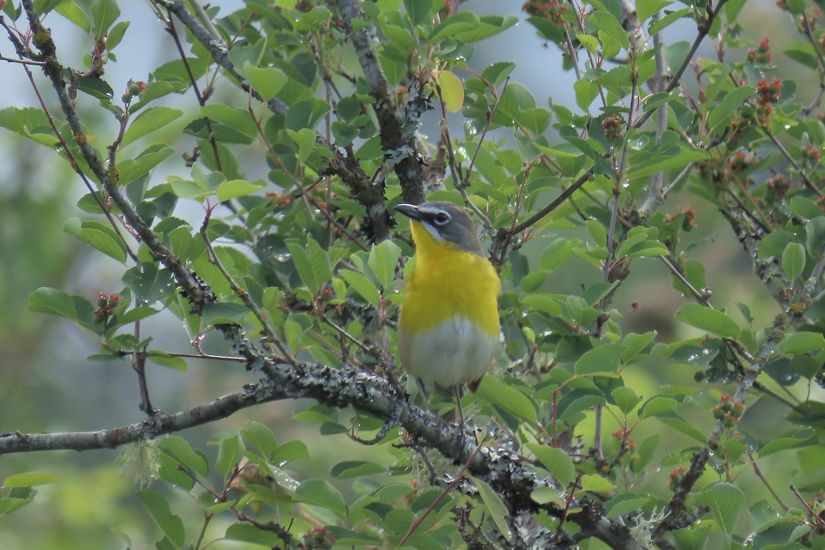 Yellow-breasted Chat - ML619793812