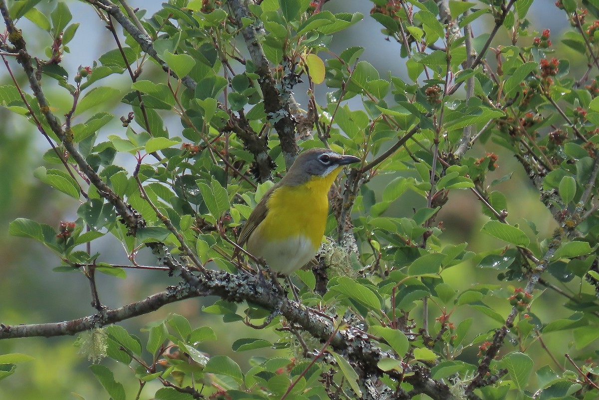 Yellow-breasted Chat - ML619793821