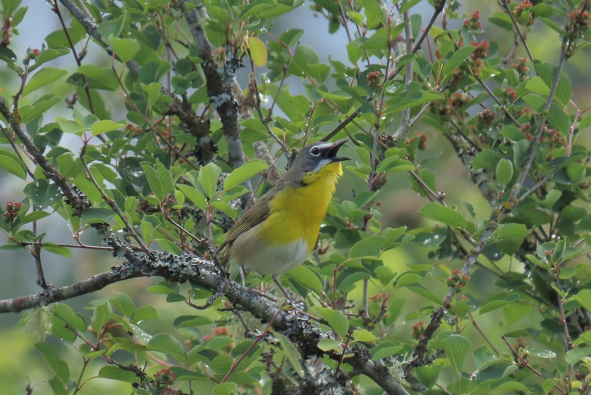 Yellow-breasted Chat - ML619793827