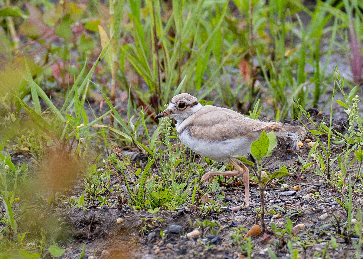 Killdeer - ML619793841