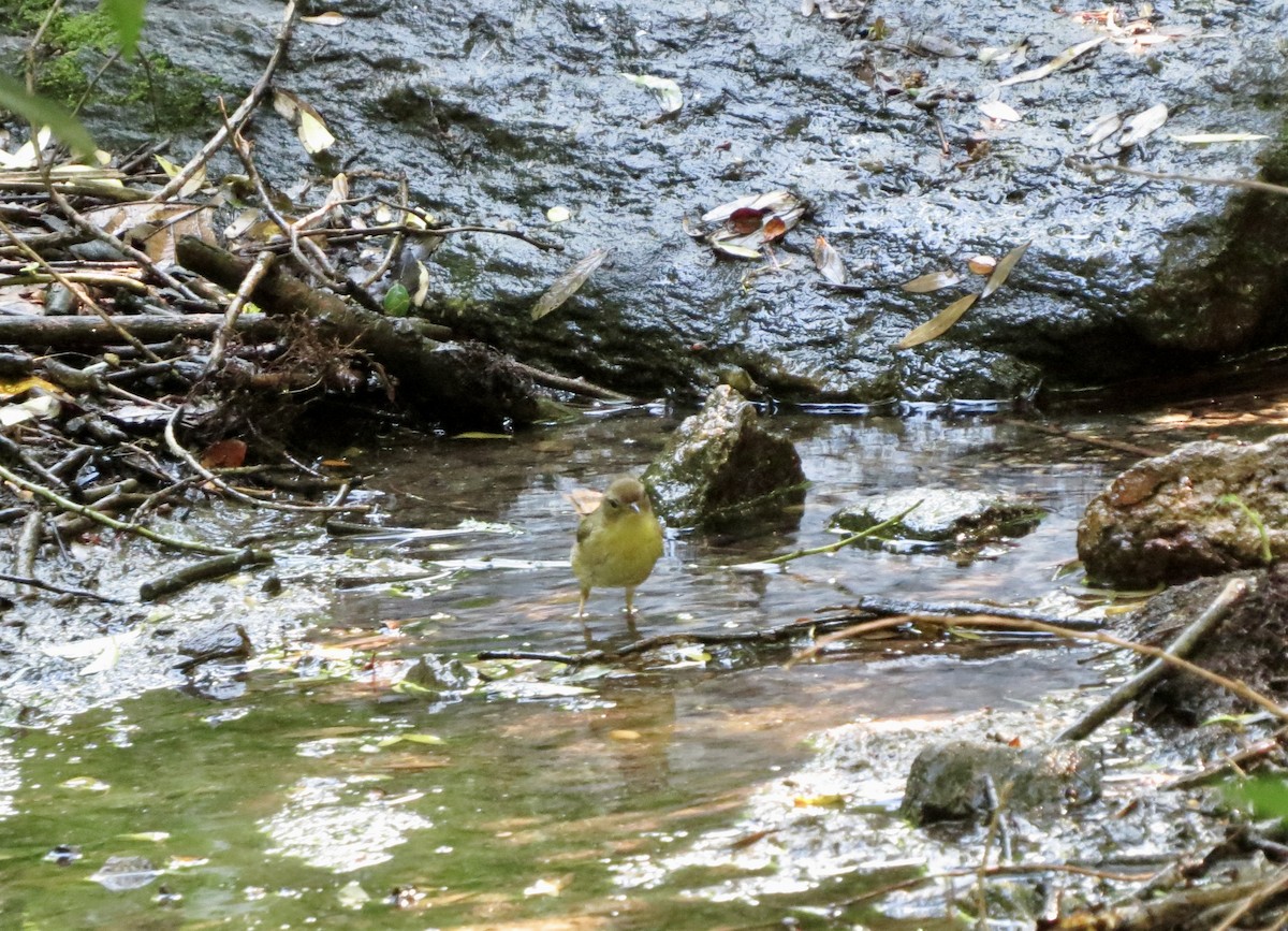 Common Yellowthroat - ML619793844