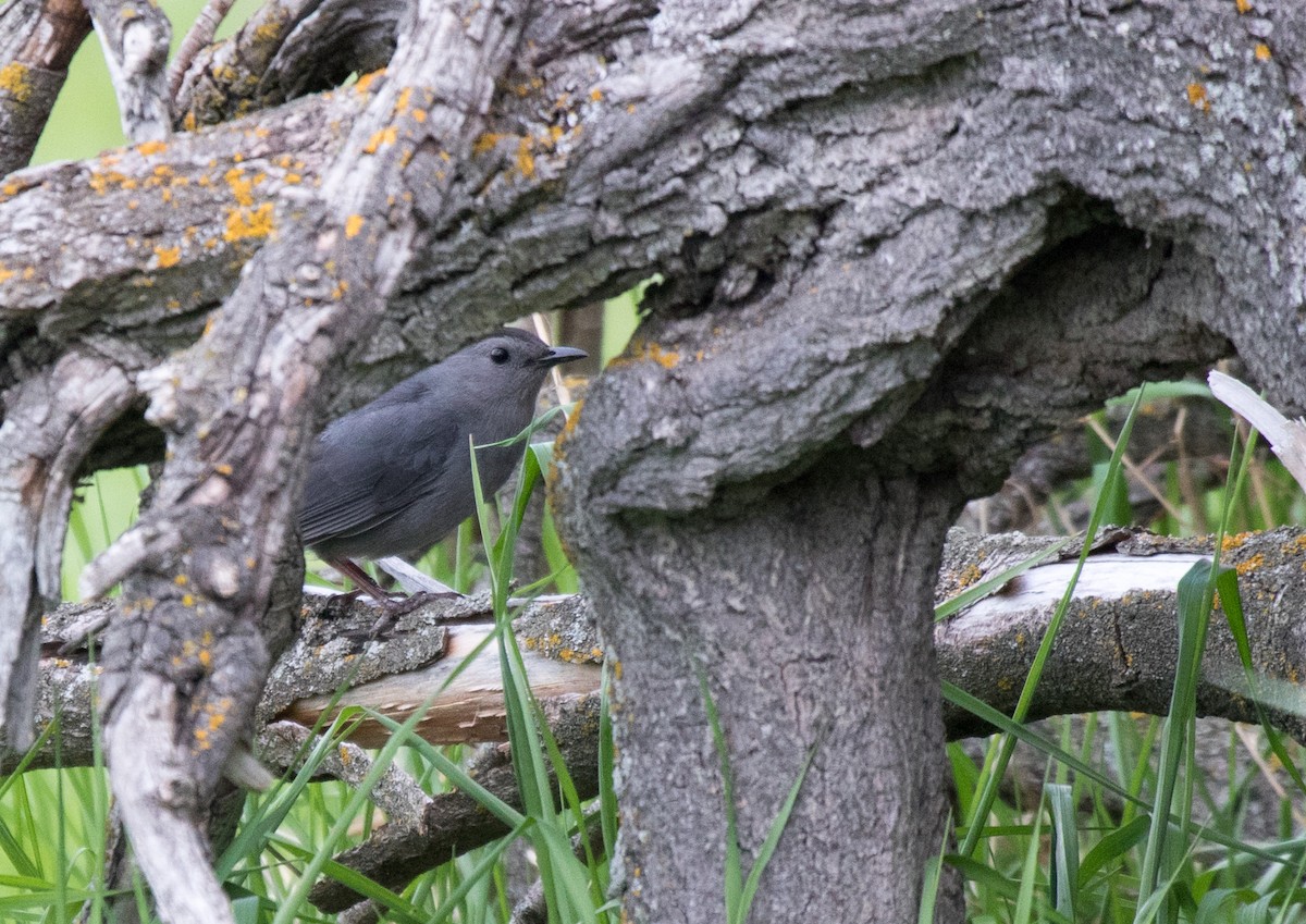 Gray Catbird - ML619793850