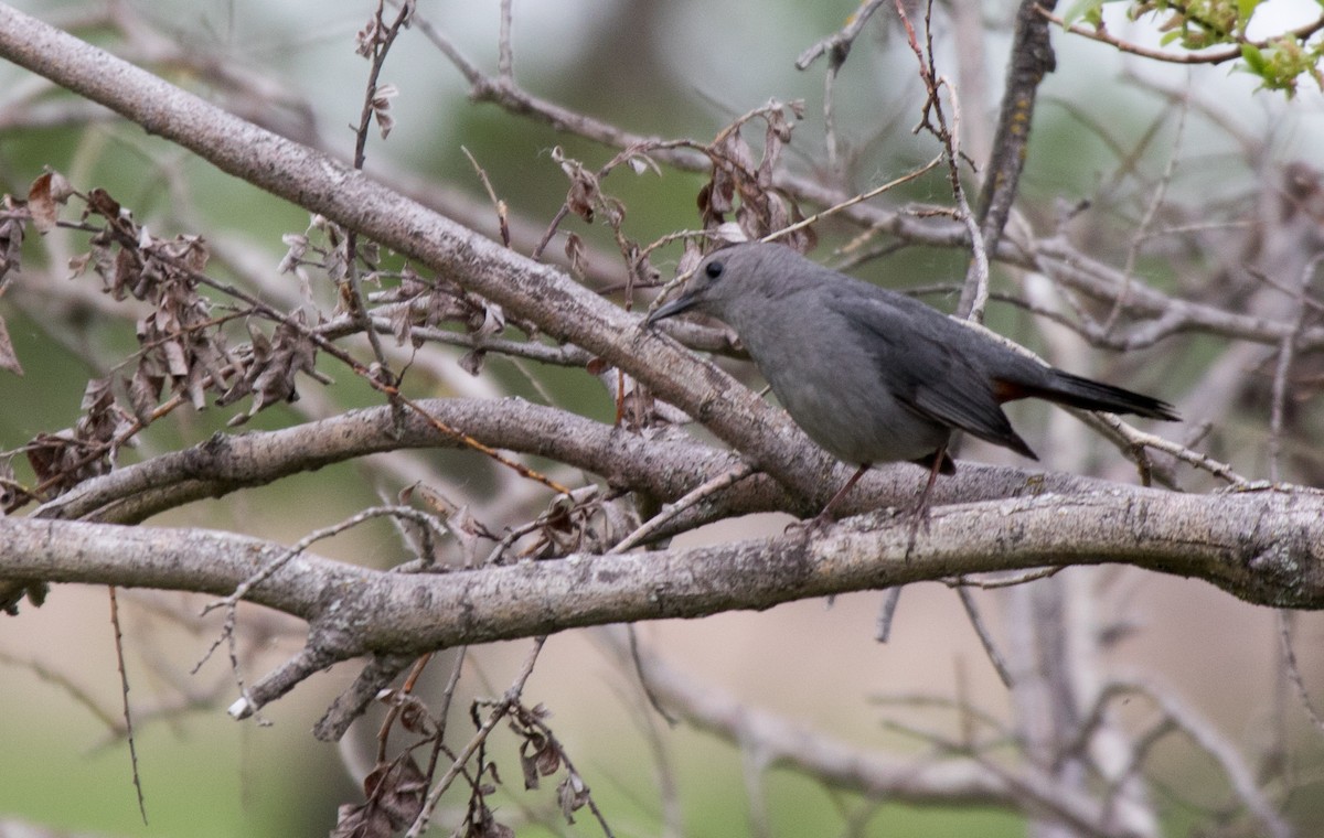 Gray Catbird - ML619793858