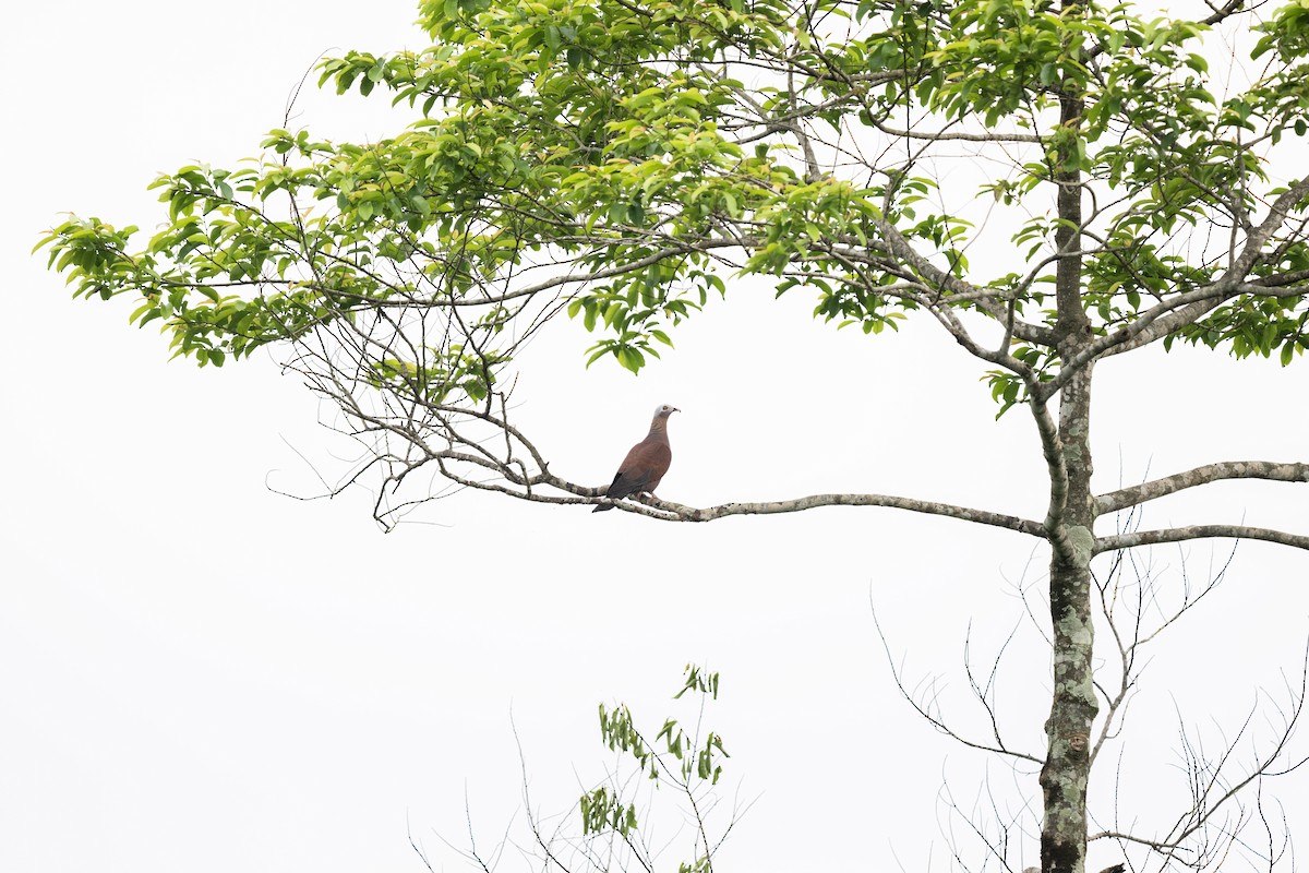 Pale-capped Pigeon - ML619793873