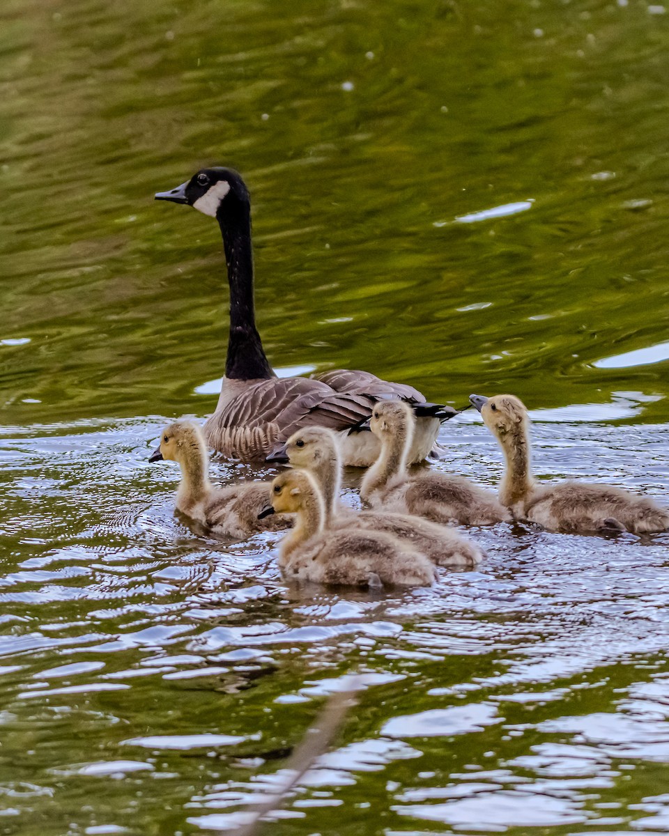 Canada Goose - ML619793877